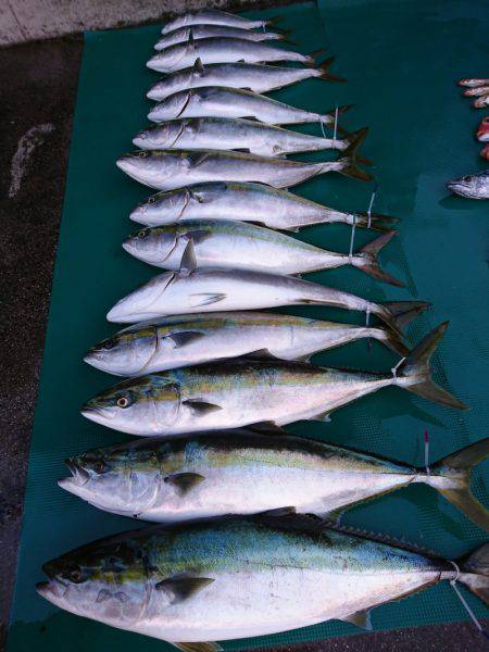 まるいち丸 ZERO-1 釣果