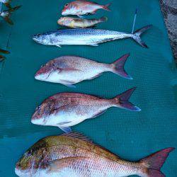 まるいち丸 ZERO-1 釣果