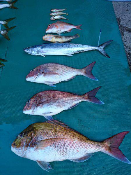 まるいち丸 ZERO-1 釣果