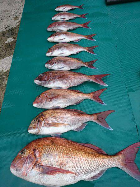 まるいち丸 ZERO-1 釣果