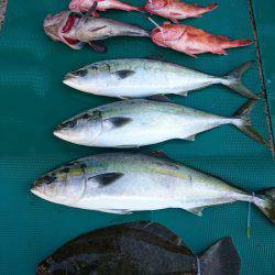 まるいち丸 ZERO-1 釣果