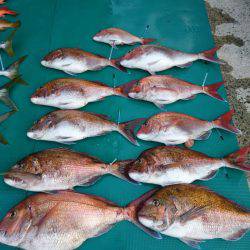 まるいち丸 ZERO-1 釣果