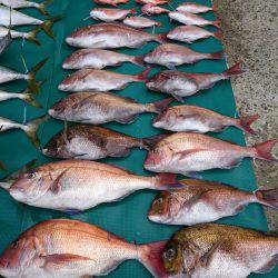 まるいち丸 ZERO-1 釣果