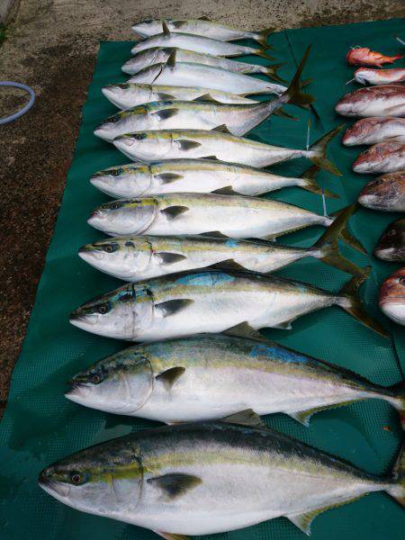 まるいち丸 ZERO-1 釣果