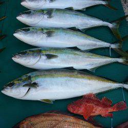 まるいち丸 ZERO-1 釣果