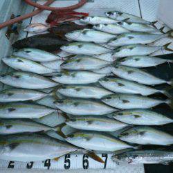 オーシャンスター(Ocean Star) 釣果