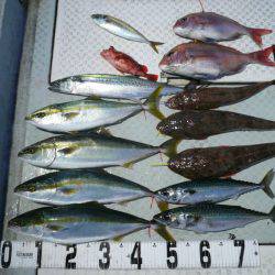 オーシャンスター(Ocean Star) 釣果