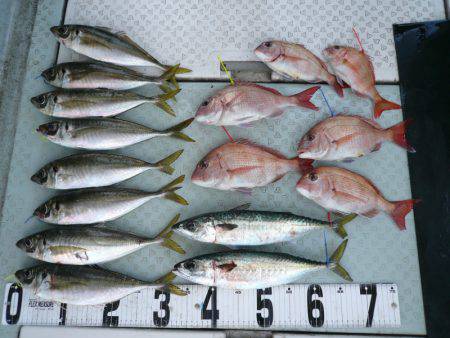 オーシャンスター(Ocean Star) …