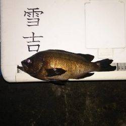 マリンガイド福丸 釣果