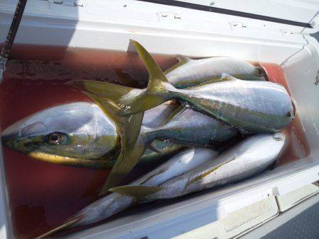 ひな丸 釣果