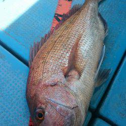 シースナイパー海龍 釣果