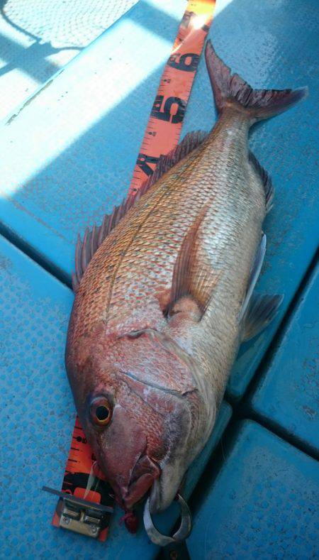 シースナイパー海龍 釣果