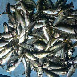 シースナイパー海龍 釣果