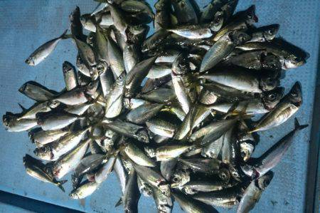 シースナイパー海龍 釣果