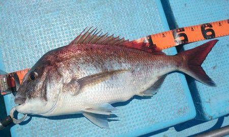 シースナイパー海龍 釣果