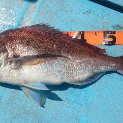 シースナイパー海龍 釣果