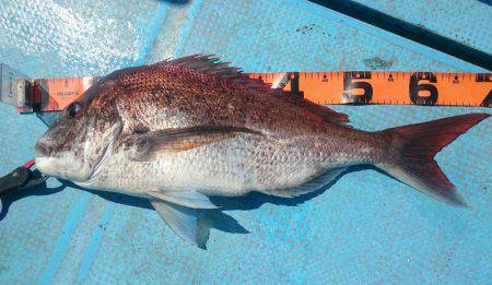 シースナイパー海龍 釣果