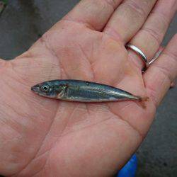 まるいち丸 ZERO-1 釣果