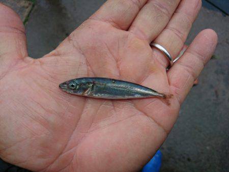 まるいち丸 ZERO-1 釣果