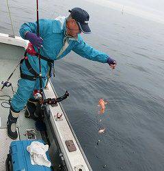 第二清洋丸 釣果