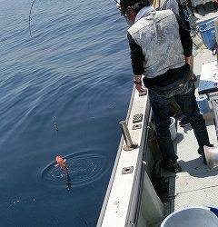 第二清洋丸 釣果