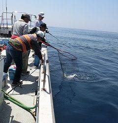 第二清洋丸 釣果