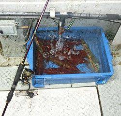 第二清洋丸 釣果