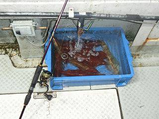 第二清洋丸 釣果