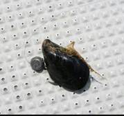 NAGASHIMA MARU(永島丸) 釣果