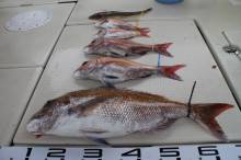 KIM Fishing Guide Ser…