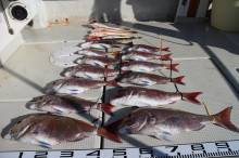 KIM Fishing Guide Ser…