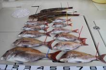 KIM Fishing Guide Ser…