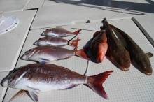 KIM Fishing Guide Ser…