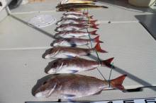 KIM Fishing Guide Ser…