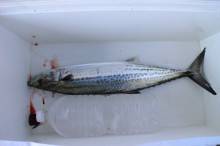 KIM Fishing Guide Service 釣果