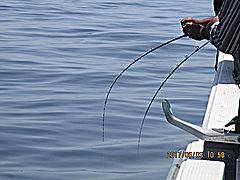 遊漁船 未紗奈 釣果