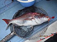 遊漁船 未紗奈 釣果