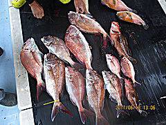 遊漁船 未紗奈 釣果