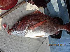 遊漁船 未紗奈 釣果