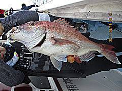 遊漁船 未紗奈 釣果