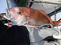 遊漁船 未紗奈 釣果