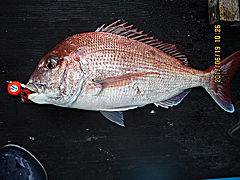 遊漁船 未紗奈 釣果