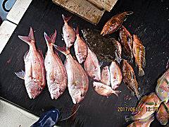 遊漁船 未紗奈 釣果