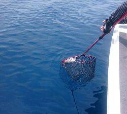 IDATEN(イダテン) 釣果