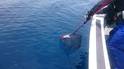 IDATEN(イダテン) 釣果