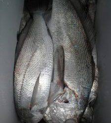 美咲丸 釣果