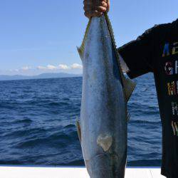 ジギング船 BLUEWATER 釣果
