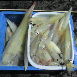 ジギング船 BLUEWATER 釣果