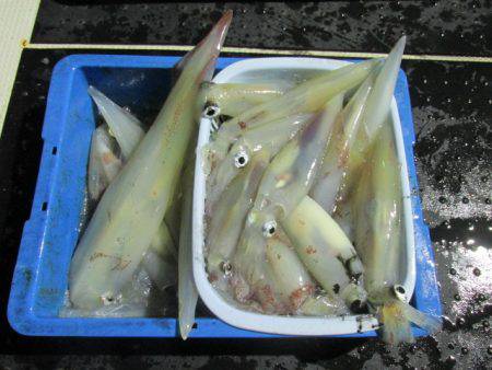 ジギング船 BLUEWATER 釣果