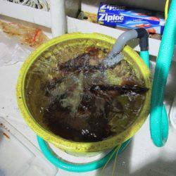 ジギング船 BLUEWATER 釣果